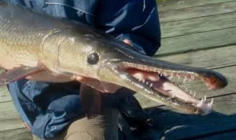 Alligator gar - Fish