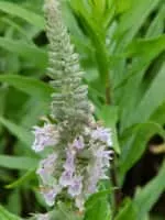 American germander - Plants