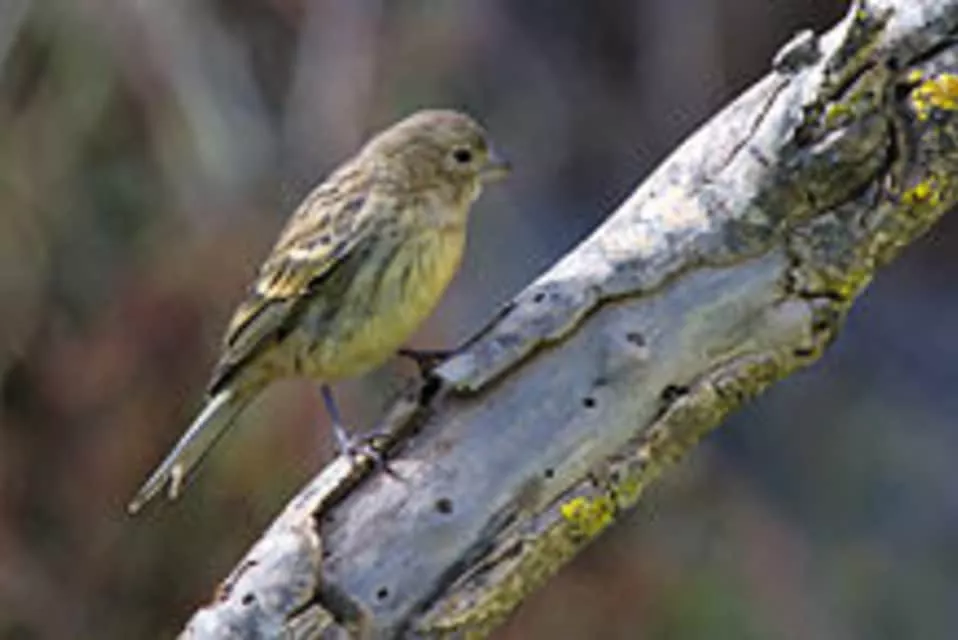 Atlantic canary - Bird