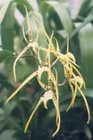 Brassia maculata