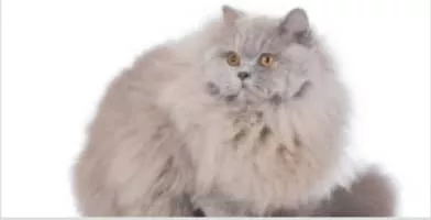 British Longhair - Domestic cat breed