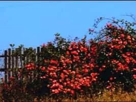 Bruce Baillie - American artist