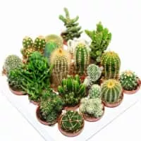 Cactus - Plants