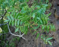 California black walnut - 