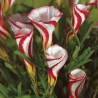 Candy cane sorrel (Oxalis Versicolor) - 