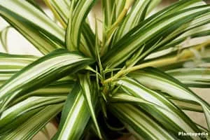 Chlorophytum - Plants