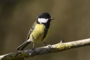 Coal tit - Bird