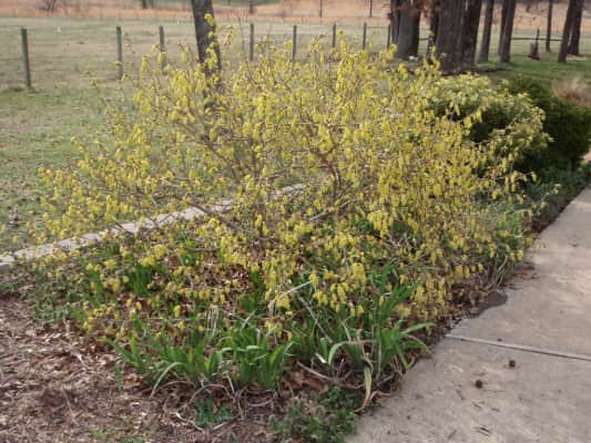 Corylopsis platypetala - 