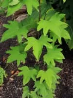 Dioscorea japonica - Yam