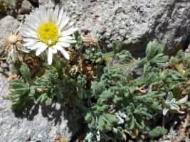 Erigeron compositus - Plants
