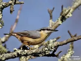 Eurasian nuthatch - Bird