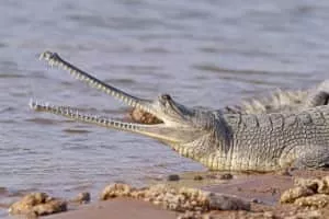 Gharial - Reptile