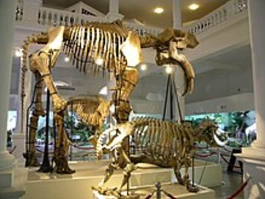 Grigore Antipa National Museum of Natural History - 