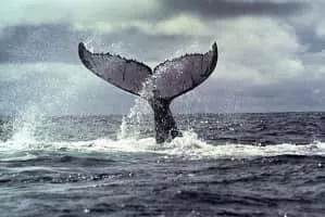 Humpback whale - Animal