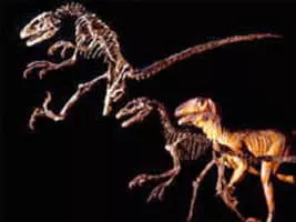 John Ostrom - American paleontologist