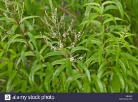 Lemon Beebrush - Plants