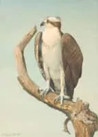 Louis Agassiz Fuertes - American ornithologist