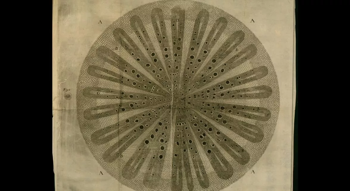 Nehemiah Grew - English botanist