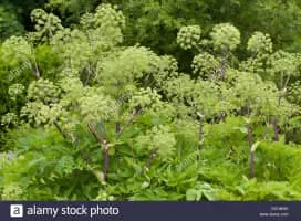 Norwegian angelica - Plants
