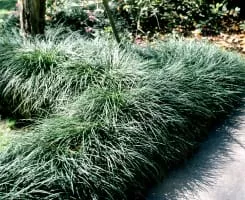 Ophiopogon - Plants