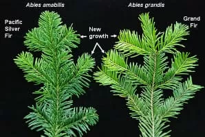 Pacific silver fir - Plants