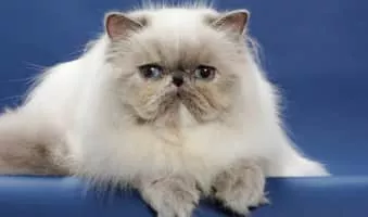 Persian cat - Cat breed