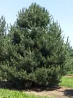 Pinus nigra - Plants