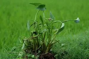 Pontederia vaginalis - 