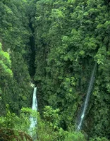 Rainforest - 