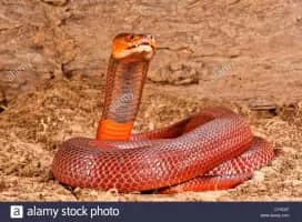 Red spitting cobra - Reptile