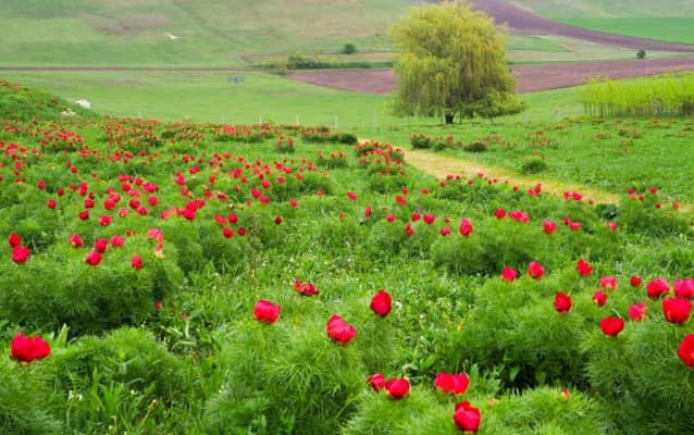 Rezervația de Bujori de Stepa Zau de Campie - 