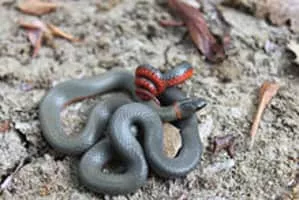 Ring-necked snake - 
