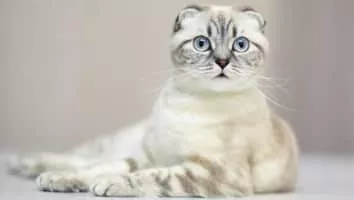 Scottish Fold - Cat breed
