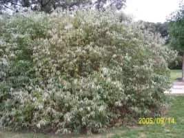 Silky dogwood - Plants