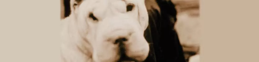 The Hope Blister - Band