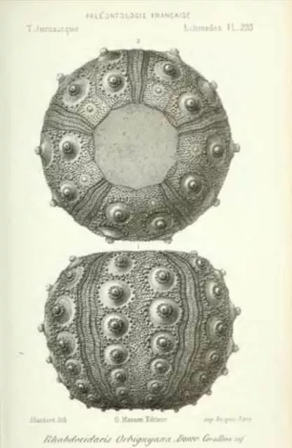 alcide d'orbigny - French naturalist