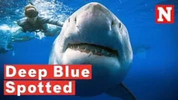 Blue shark - 