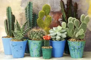 Cactus - Plants