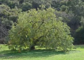 California black walnut - 