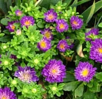 Callistephus chinensis - 