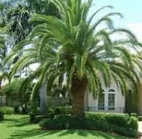 Canary Island date palm - Plants