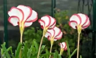 Candy cane sorrel (Oxalis Versicolor) - 