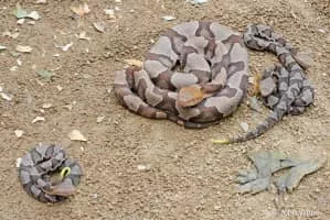 Copperhead - Snakes