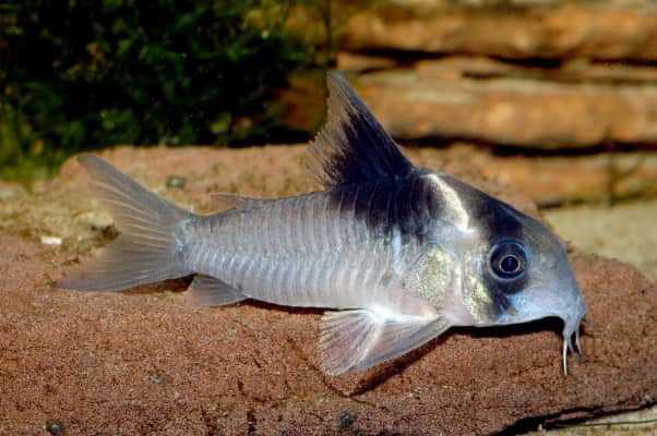 Corydoras bicolor - 