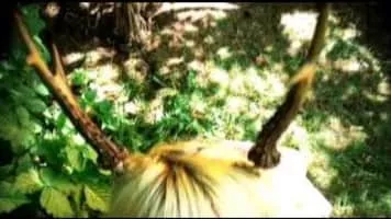 dante decaro - Former guitarist