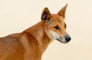 Dingo - Animal