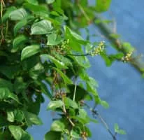 Dioscorea japonica - Yam