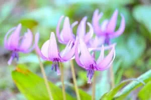 Dogtooth violet - Plants