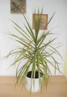Dracaena - Plants