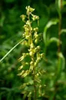Eggleaf twayblade (Listera maggiore) - Plants